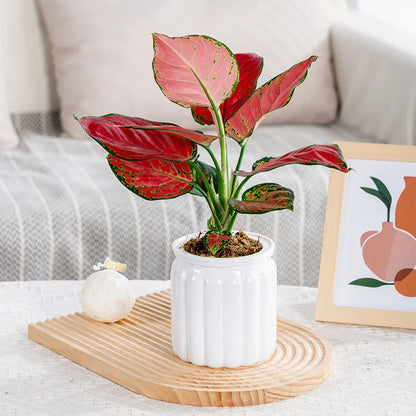 Maceta de plástico para plantas suculentas, maceta con autorriego, maceta de mesa para el hogar, decoración de bonsái para el hogar, decoración moderna